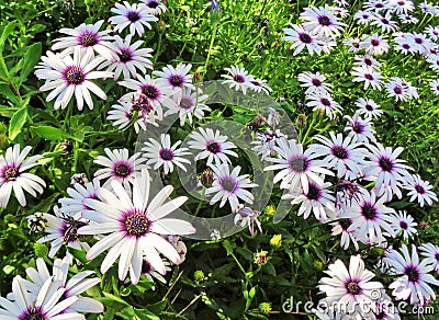 Field of African Daisies Osteospermum Dimorphotheca ecklonis Stock Photo