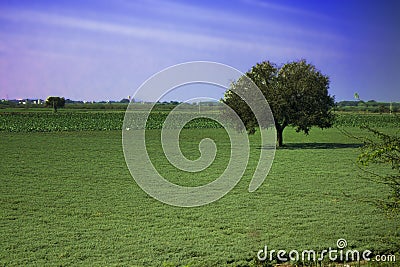 Field of agriculture in India Stock Photo