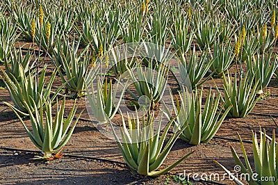 Field of aloe vera Stock Photo