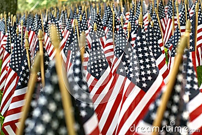 Field Of American Flags 02608 Stock Photo