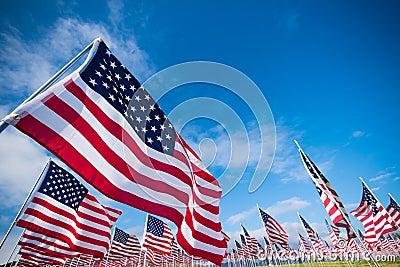 Field of American Flags Stock Photo