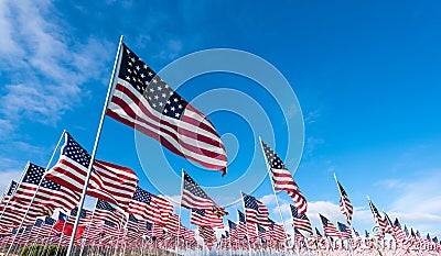 Field of American Flags Stock Photo