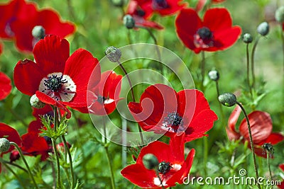 Field of Anemones Stock Photo