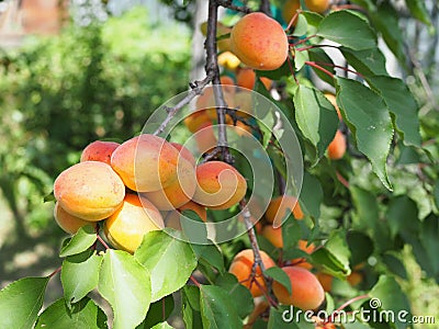 Field with apricot trees and a dirt path. Apricot orchard Stock Photo