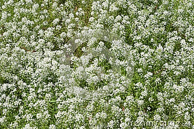 Field of baby breath flowers Stock Photo