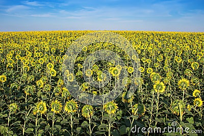 Field of backwards-facing giant sunflowers on a sunny summer day Stock Photo