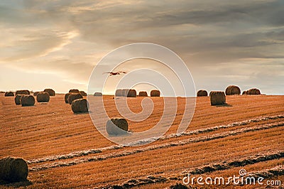 bales of straw on its evening sky and stork isilhouette in flight Stock Photo