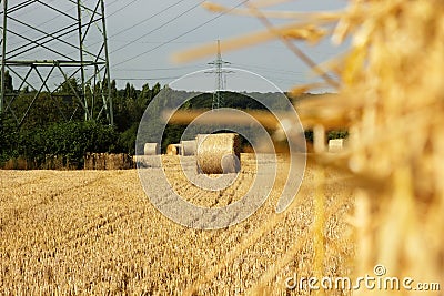 Field of bales of wheat Stock Photo