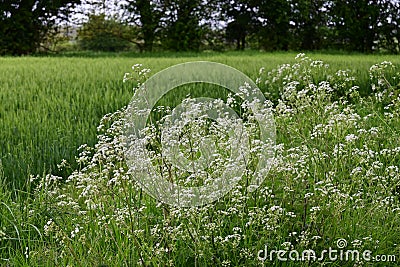 Barley and Cow Parsley - Anthriscus syvestris, Norfolk, England, UK Stock Photo