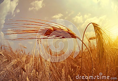 Field with barley ears at sunset. Stock Photo