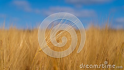 Field barley in period harvest on background blue sky Stock Photo