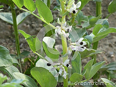 Field bean white black blossom Stock Photo