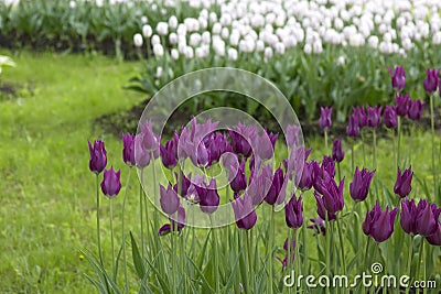 Field of beautiful bright tulips Stock Photo