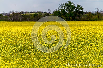 A Field of Beautiful Bright Yellow Flowering Canola Stock Photo