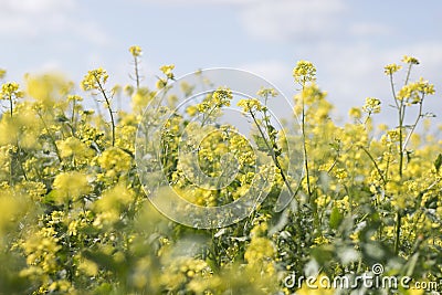 rapaseed (Brassica napus) flower Stock Photo