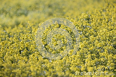 rapaseed (Brassica napus) flower Stock Photo