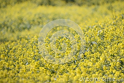 rapaseed (Brassica napus) flower Stock Photo