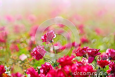 Field of beautiful spring vibrant pink miniature roses or fairy rose flower in garden. Stock Photo