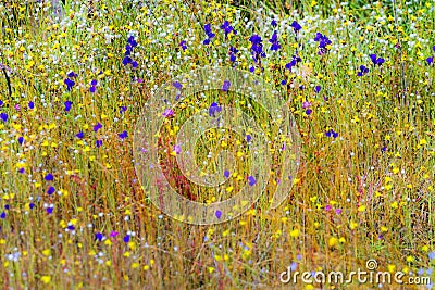 Field beautiful with Utricularia Stock Photo