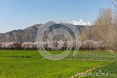 Field with beautifully bloom apricot fruit trees in spring in swat valley, pakistan Stock Photo