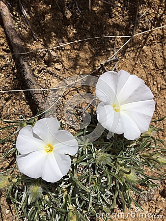 Field bindweed Convolvulus arvensis. Stock Photo