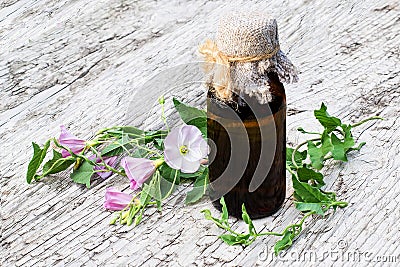 Field bindweed (Convolvulus arvensis) and pharmaceutical bottle Stock Photo