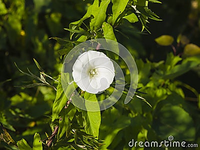 Field Bindweed Convolvulus Arvensis, white flower close-up, selective focus, shallow DOF Stock Photo