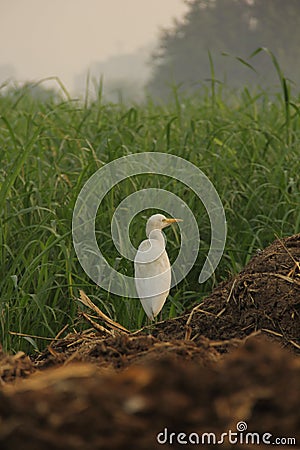 Field bird Stock Photo