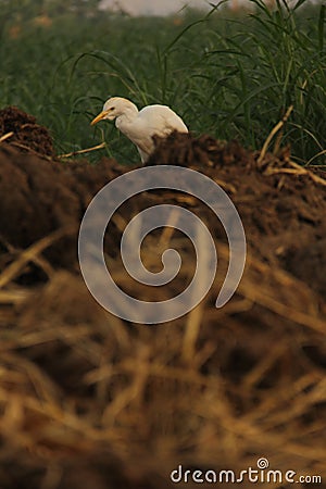 Field bird Stock Photo