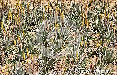 Field with blooming aloe vera palnts Stock Photo