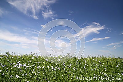 Field with blooming flax Stock Photo