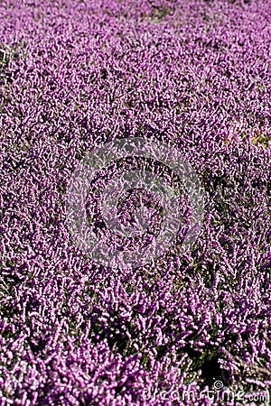 Field of blooming flower lillac calluna Stock Photo