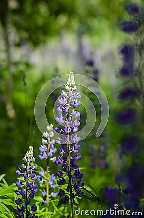 Field of blooming Large-leaved Lupine Stock Photo