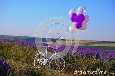 field of blooming lavender with wedding white bicycle and baloons Stock Photo