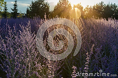 Field of the blooming Salvia yangii at summer sunset backlit Stock Photo