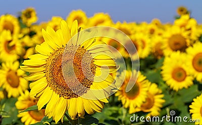 Field of blooming sunflowers on a background blue sky. Stock Photo