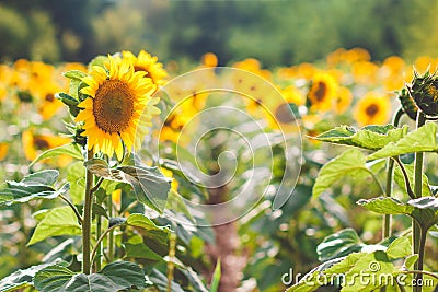 Field of blooming sunflowers on a background sunset, sunflower f Stock Photo