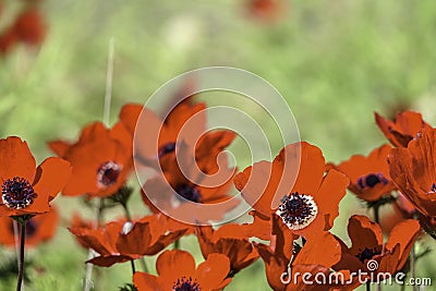 Field of blooming wild flowers of red anemones closeup. selective focus Stock Photo