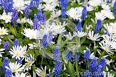 Field with blue Muscari botryoides and white Myosotis Stock Photo