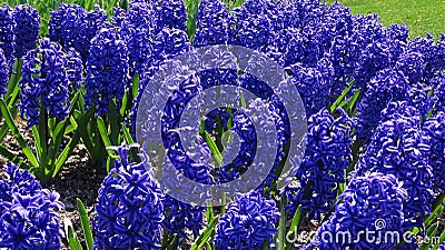 Purple and blue hyacinth flowers Stock Photo