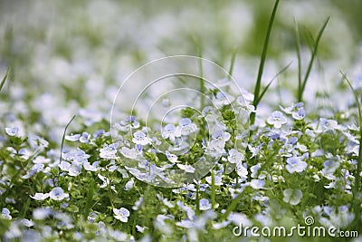 Field of blue small wild veronica persica forget-me-not spring Stock Photo