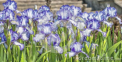 Blue white iris blooms,photo art Stock Photo
