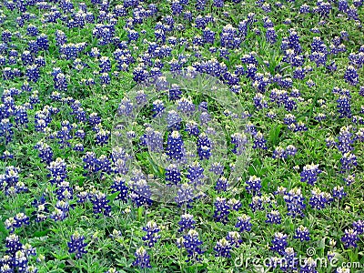 Field of Bluebonnets Stock Photo