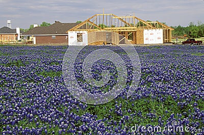 Field of bluebonnets in bloom Spring Willow City Loop Rd. TX Stock Photo