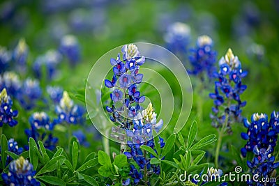 Closeup of bluebonnet in a field of bluebonnets Stock Photo