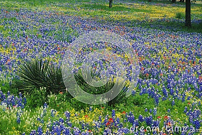 Field of Bluebonnets and Paintbrush Stock Photo