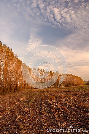 Field bordered by trees line Stock Photo