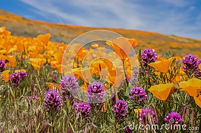 Field of bright orange poppies and purple owls clover wildflowers Stock Photo