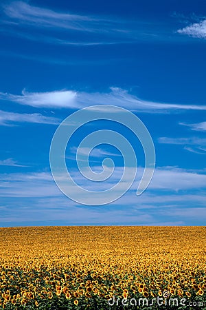 Field of Bright Sunflowers Vertical Stock Photo