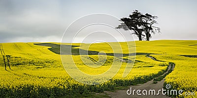 Field of bright yellow canola flowers with big trees on the hilltop. Canterbury, New Zealand Stock Photo